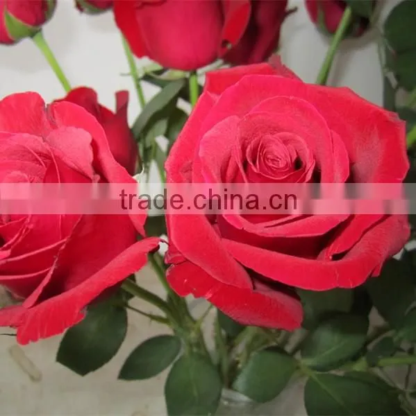 Supply fresh cut flower rose from flower base in Kingming