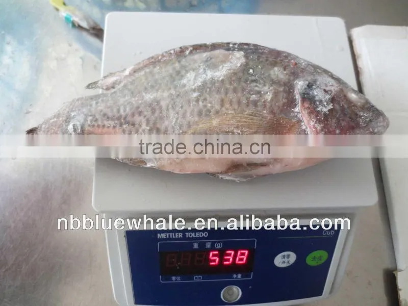 90%NW 300-500G Good Price Tilapia