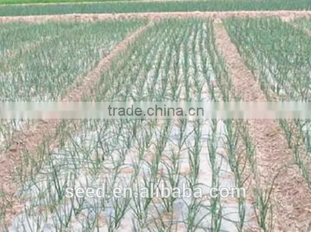 new bred red onion seeds SXO No.1