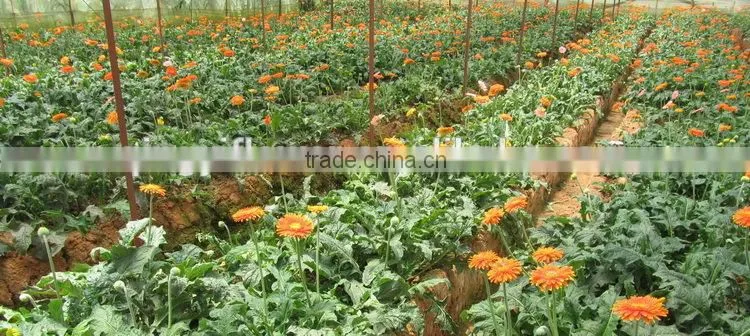 Pure and mild flavor best selling beautiful myosotis fresh flower for decoration