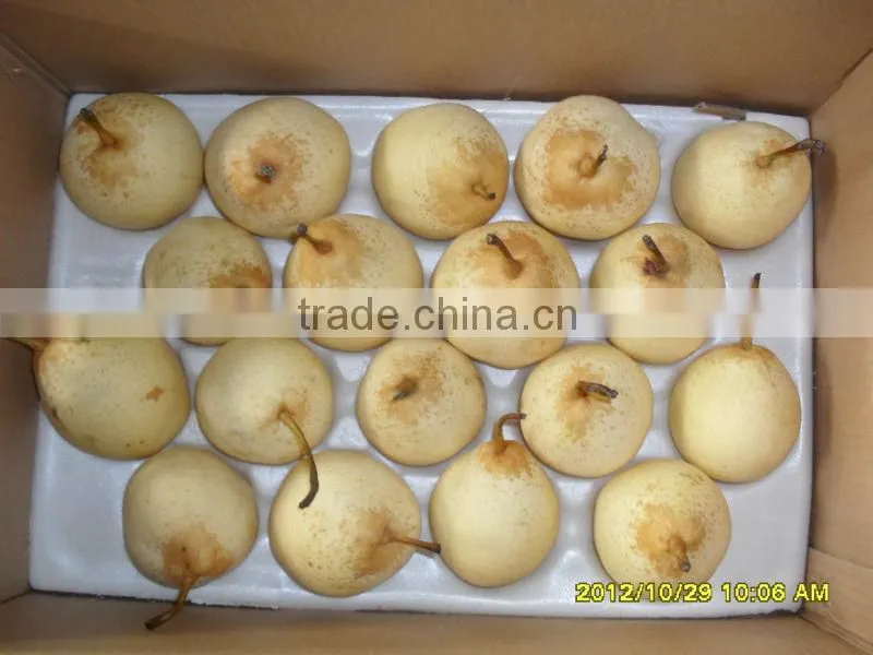 China shandong pear/China Delicious Nashi Pear/ya pear