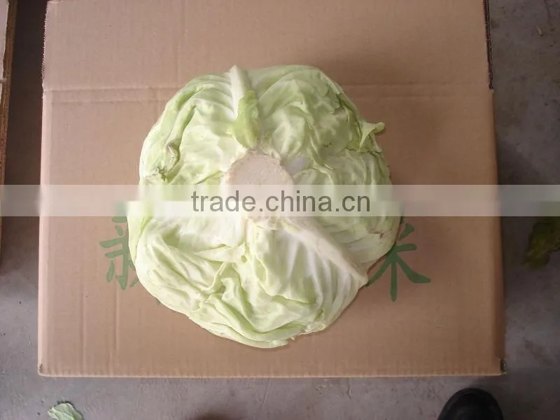2014 hot sell Fresh organic Chinese cabbage from JINING BROTHER