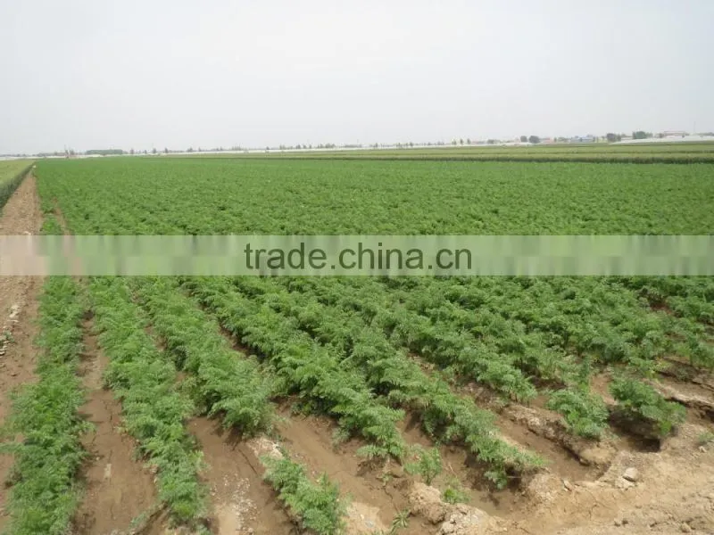 Chinese fresh carot of 2016 crop