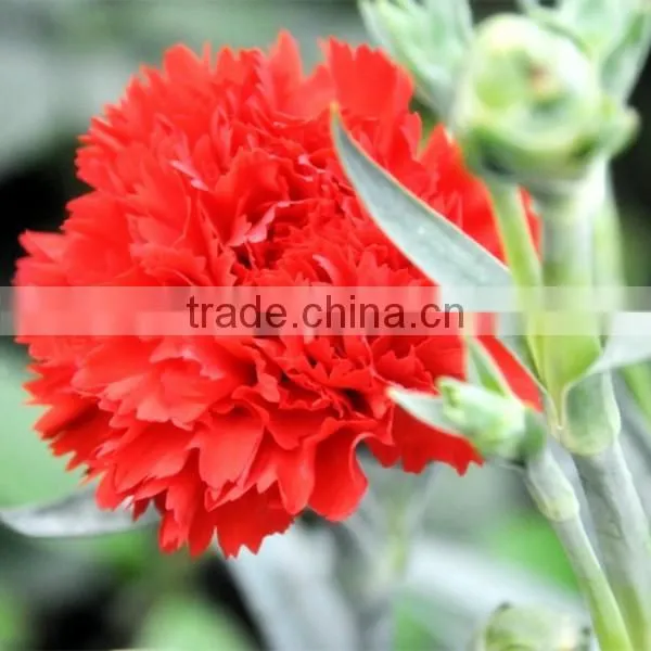 fresh cut carnation flower