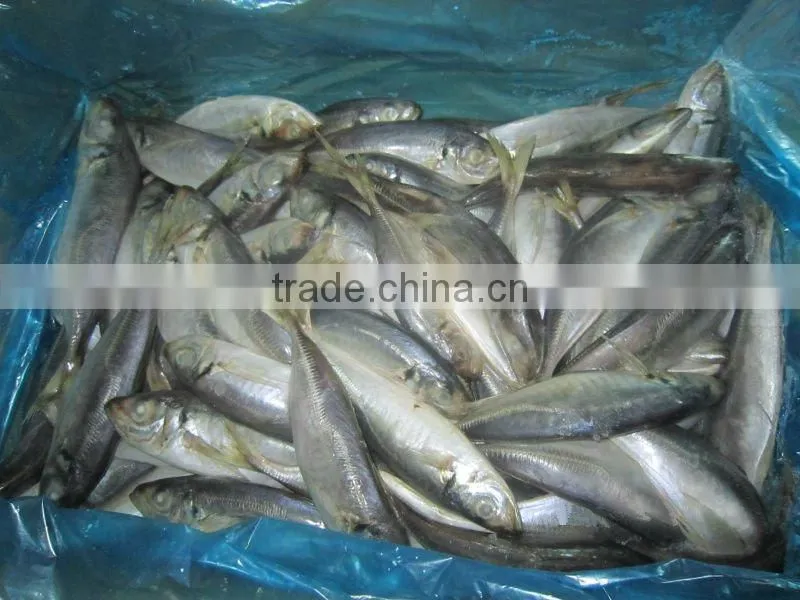 frozen horse mackerel fillets