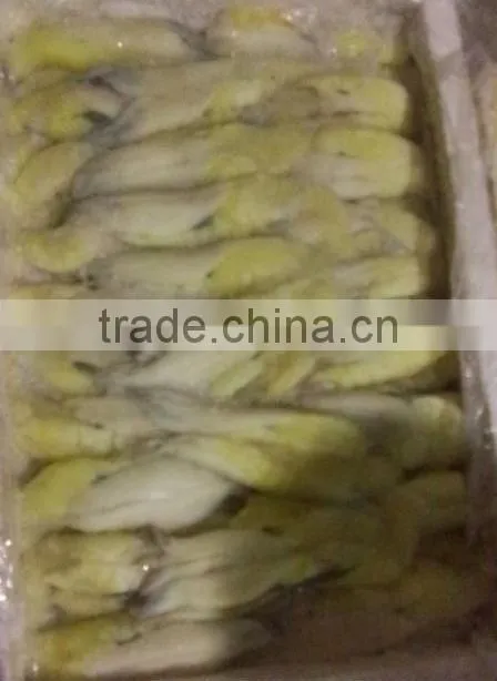 Illex sqiud roe