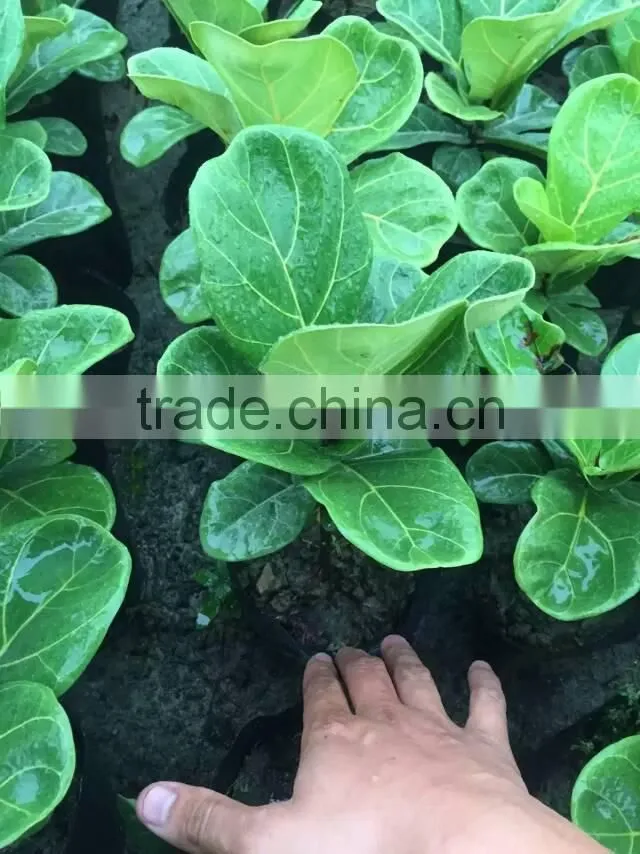 Ficus lacor