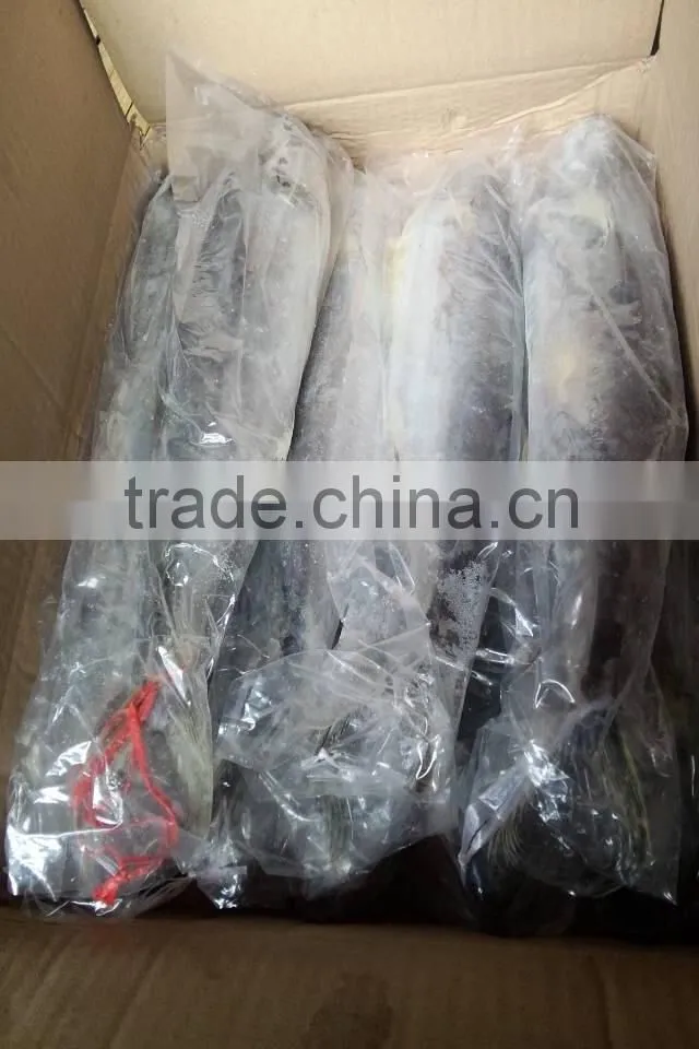 whole round scomberomorus Niphonius fish frozen spanish mackerel