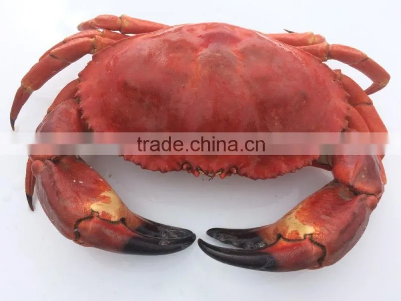 EDIBLE CRAB, RED STONE CRAB