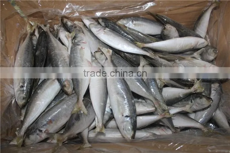 horse mackerel price