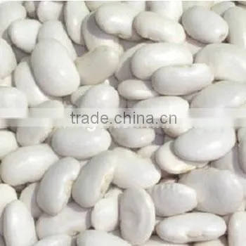 Medium white kidney beans