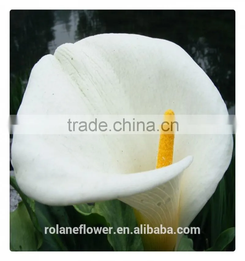 Beautiful Natural fresh cut colorful calla lily flowers for decoration