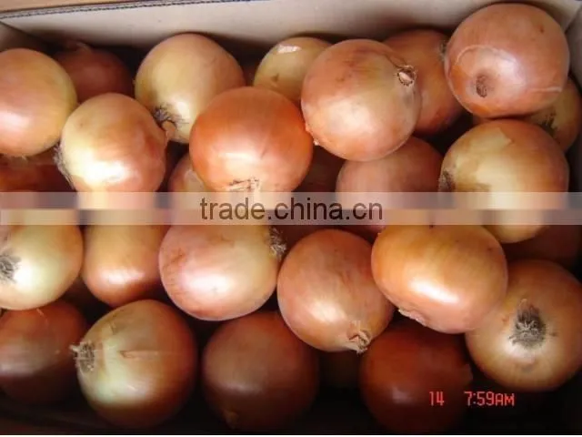 Onion