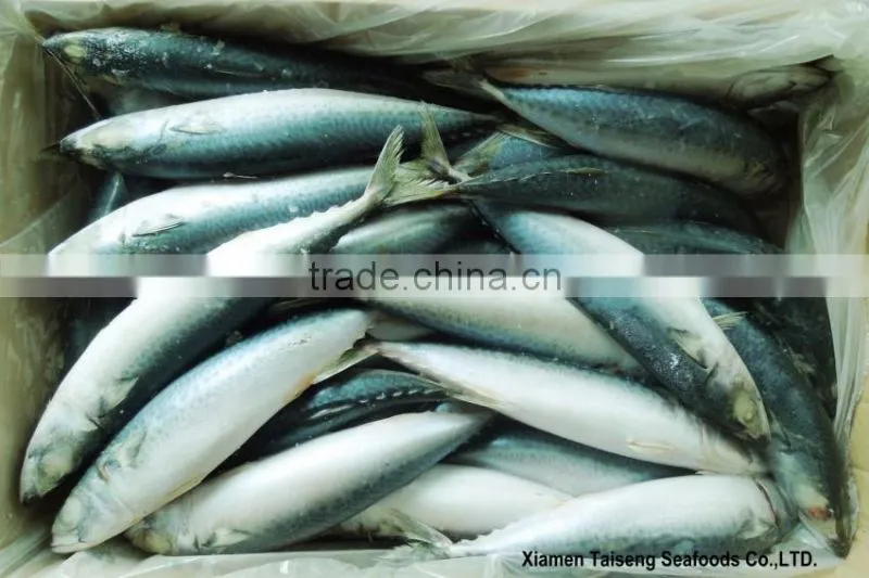 Pacific Mackerel Fish Whole Deep Frozen