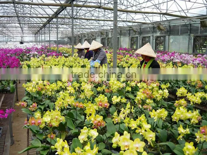 Multi-colored Phalaenopsis Butterfly Orchid Flask Seedling Plant