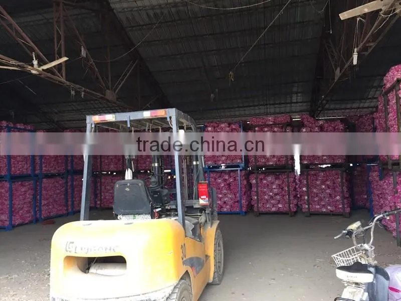 Low Price Buy Chinese Garlic