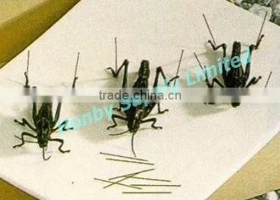 China Continental Entomological Stainless Steel Headless Micro Pins