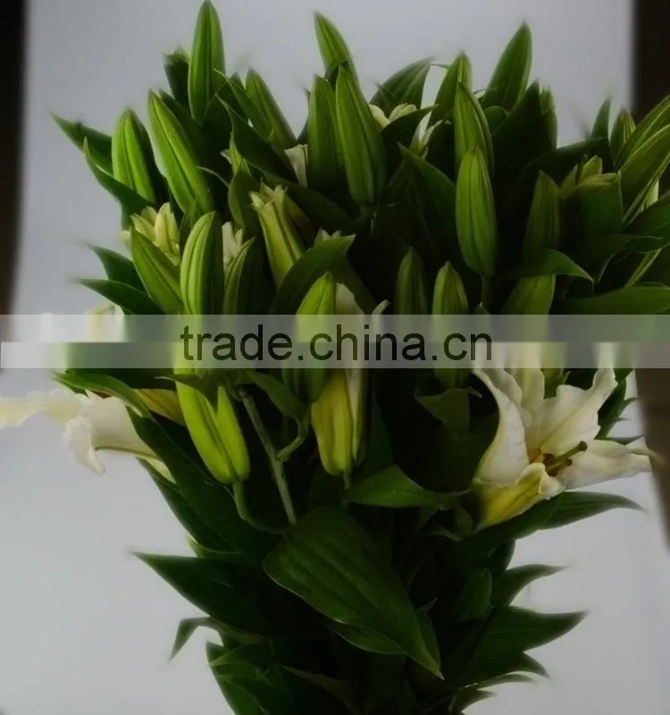 High grade siberia little lily flowers