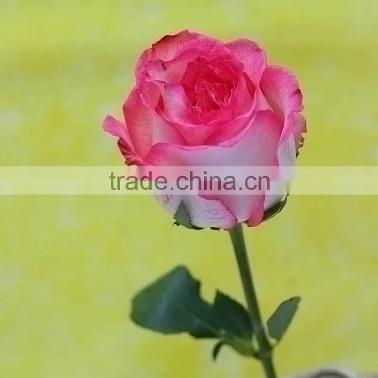 Colorful classical double pink rose