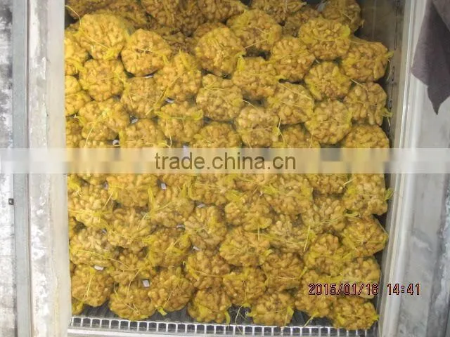 hot sale best quality fresh ginger
