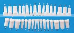 dental typodonts teeth articulators model with jaw removable screw