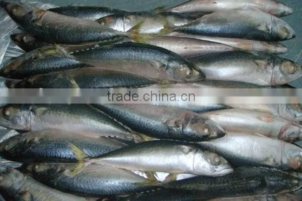 frozen pacific mackerel fish