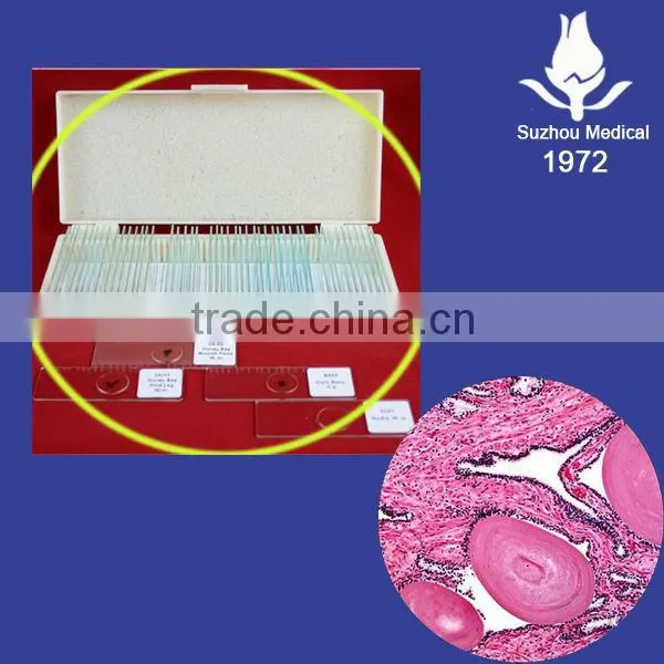 Educational slides medical prepared microbiology slides
