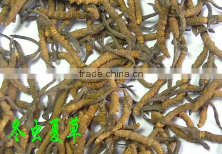 Natural cordyceps sinensis