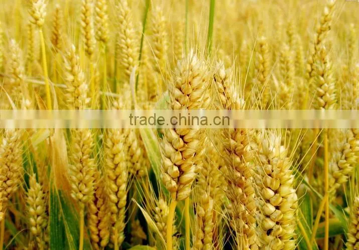 wheat gluten meal for animal feed