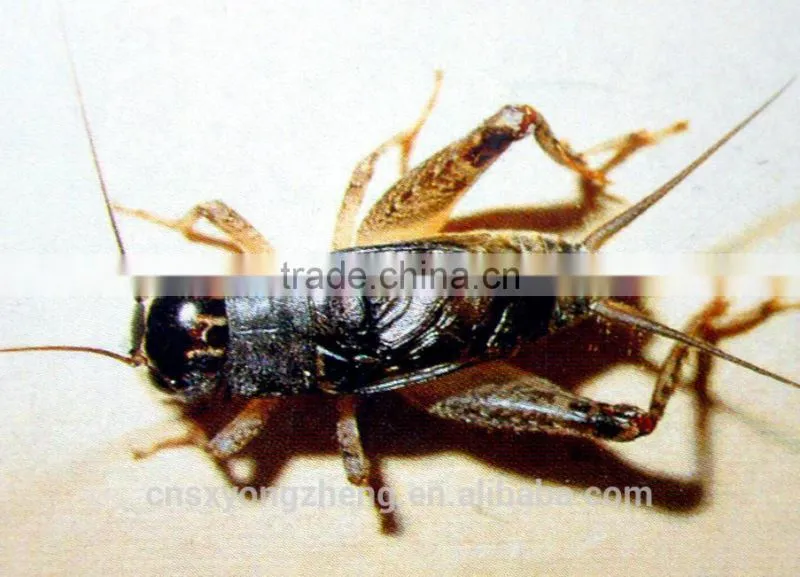 Wild Birds Food Freeze Dried Crickets;Dried Crickets for Wild Birds