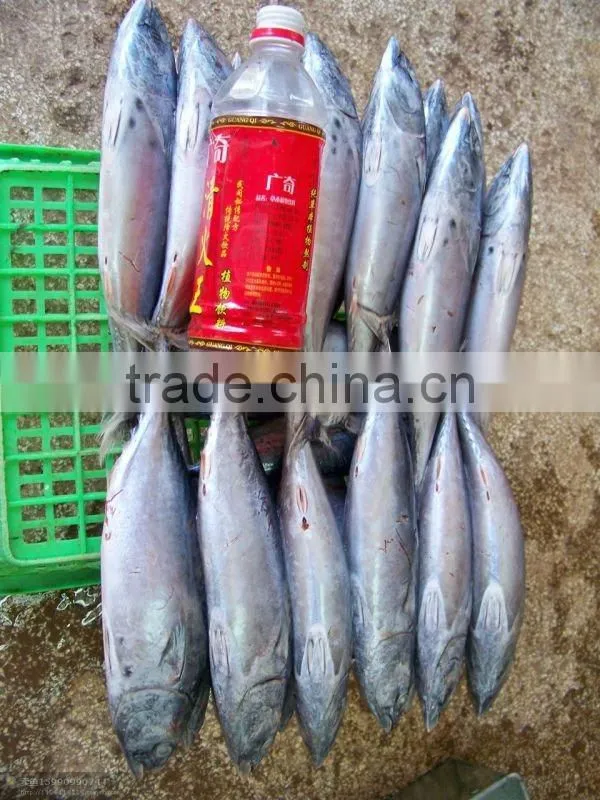 Frozen Bonito