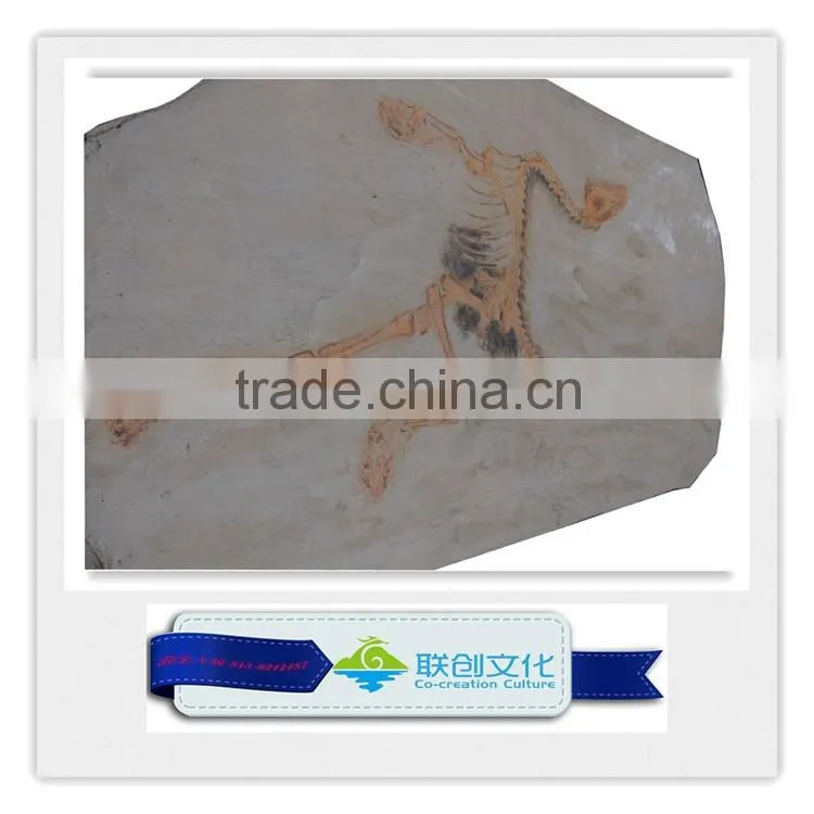 Popular bone fossil replica of dinosaur bones