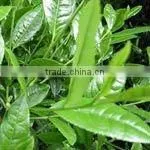 Matcha Tea Powder 400-800mehsh
