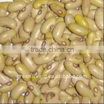 China yellow kidney beans