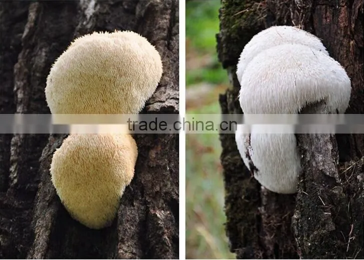 Wholesale Organic Dried Lion's Mane Mushroom, Monkey Head Mushroom