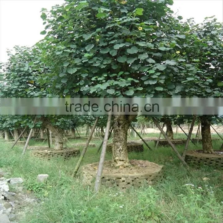 Hibiscus tiliaceus L.