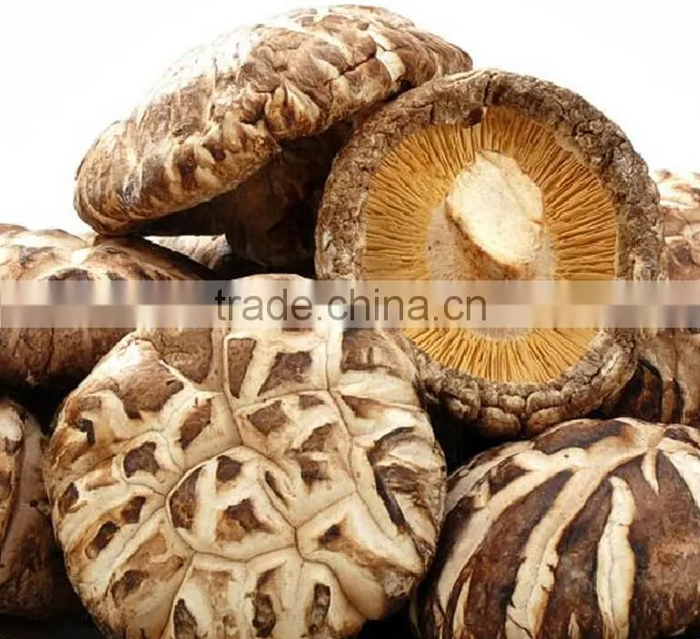 hot sale log white flower mushroom