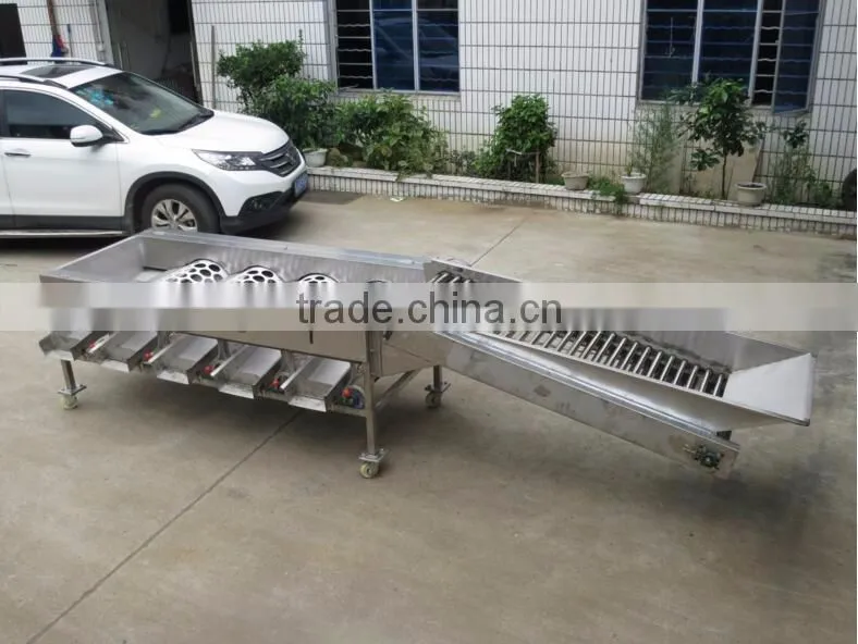 Garlic /Vegetable and Fruit Cleaning and Grading/Sorting machine