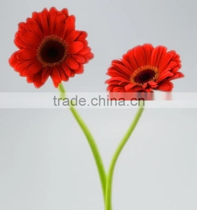 Durable Savanna red gerbera flower