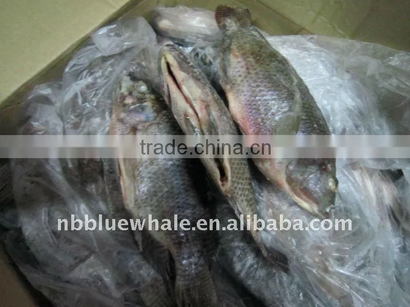 IQF Tilapia