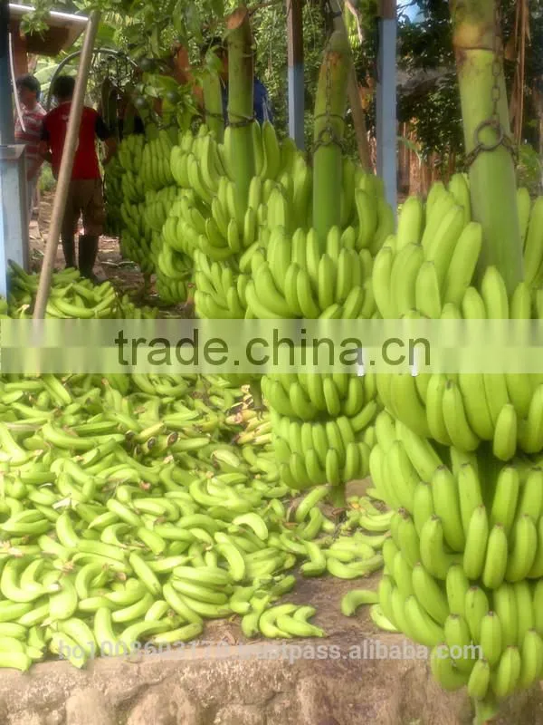 fresh bananas