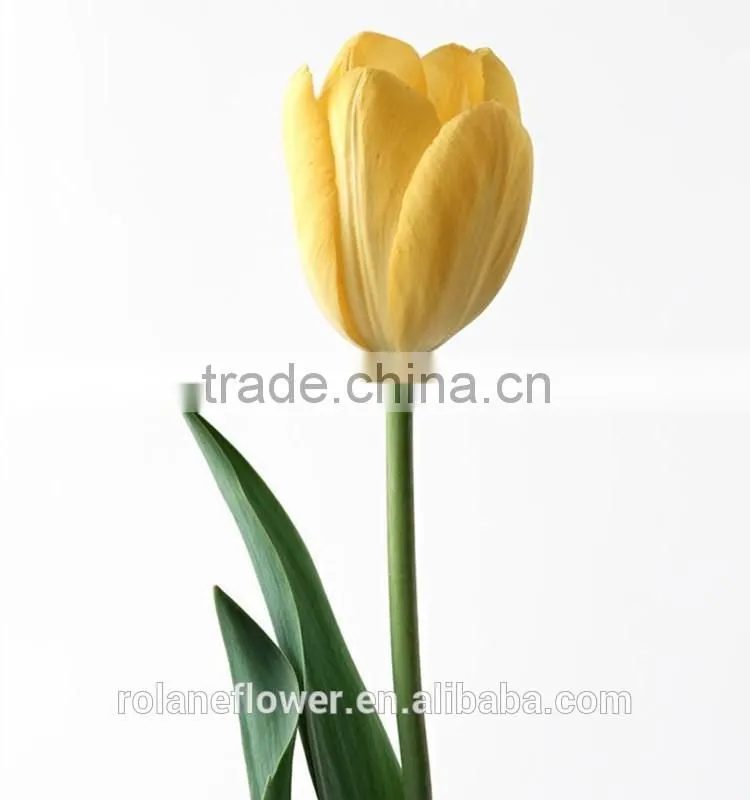 kunming suply 2016 high quality fresh cut yellow tulip plant