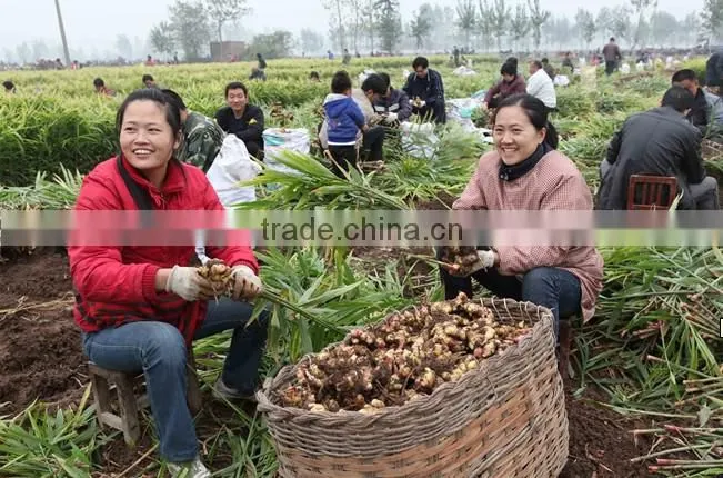 Fresh ginger price price