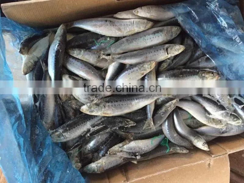 Frozen Whole Round Sardine 10-12pcs/kg for market