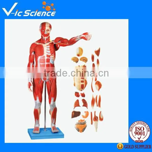 High Quality Chinese Model Of Acupuncture With Musucle