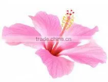 Professional Rf Fractional Micro Needle/ Microneedle Skin Care System