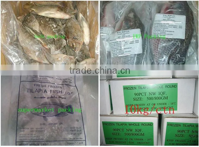 China Origin Best-seller Tilapia Gutted and Scaled wholeTilapia
