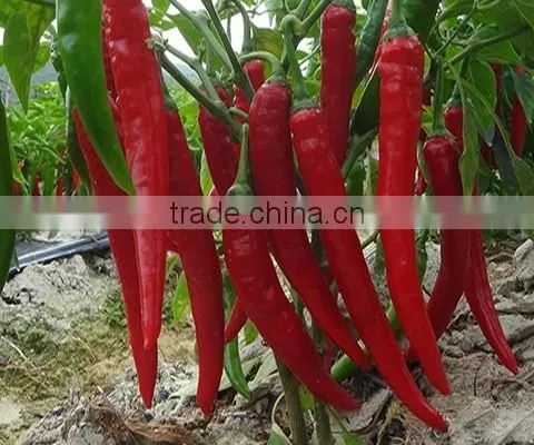 Hybrid F1 green red chilli pepper seeds for sale-Xiang La No.2
