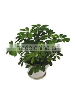 evergreen foliage outdoor landscaping decorative ornamental plants Schefflera octophylla (Lour.) Harms