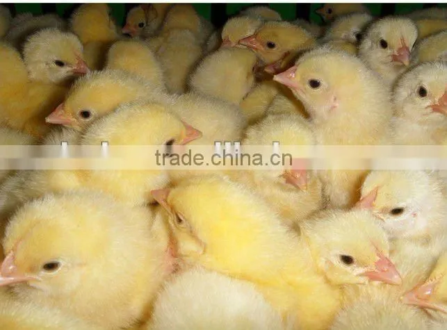 Live chicken box/transportation chicken cages